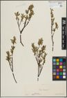 Foto von Salix hastata L.
